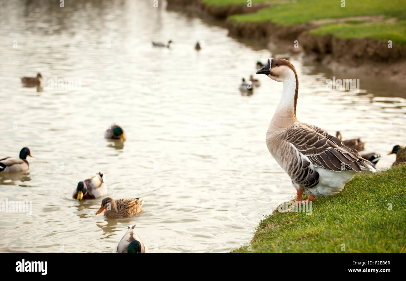 Different species of birds at artificial lake ok Serravalle Park in Empoli, Italy Stock Photo