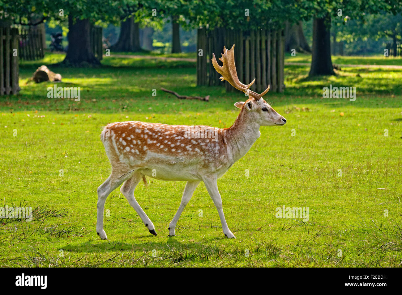 Fallow Deer at Dunham Massey Hall Deer Park, Dunham Park, Altrincham,  Trafford, Greater Manchester. Stock Photo