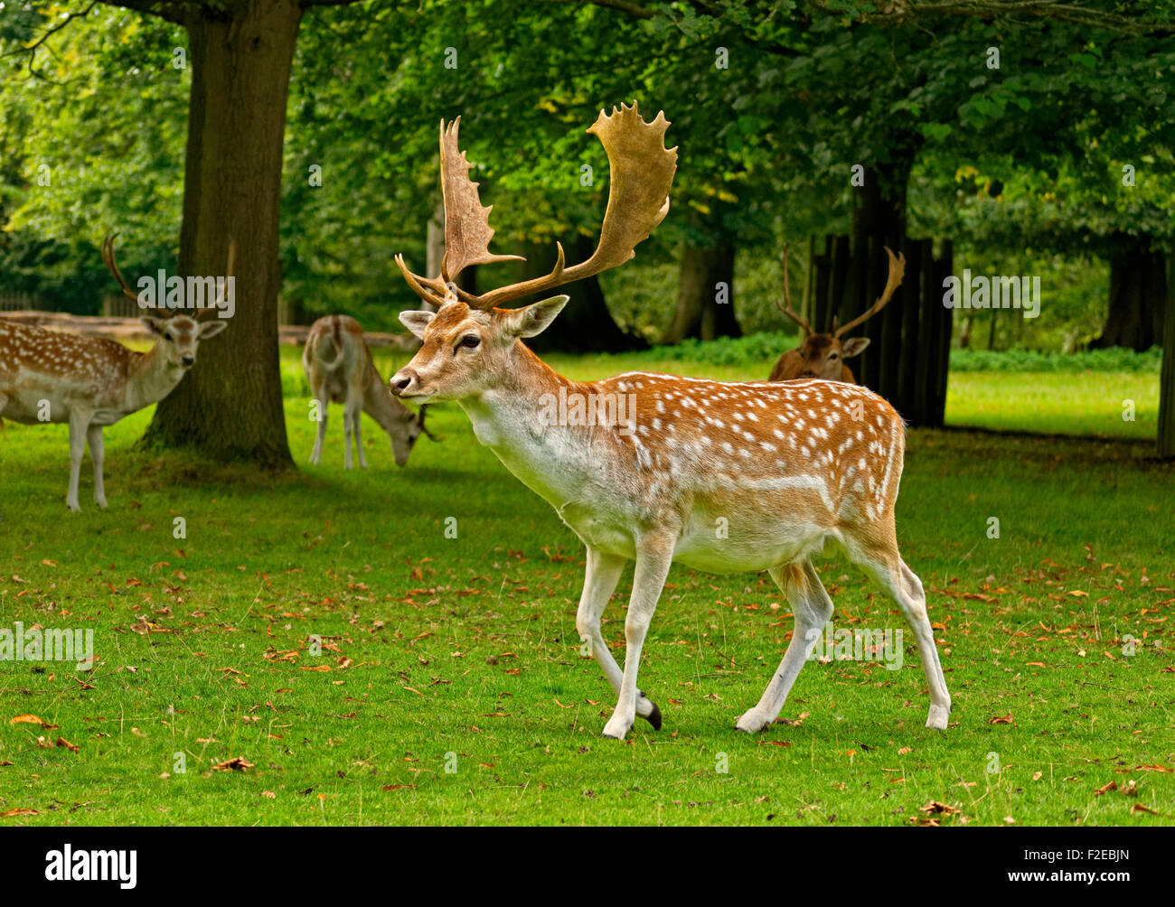 Fallow Deer at Dunham Massey Hall Deer Park, Dunham Park, Altrincham, Trafford, Greater Manchester. Stock Photo