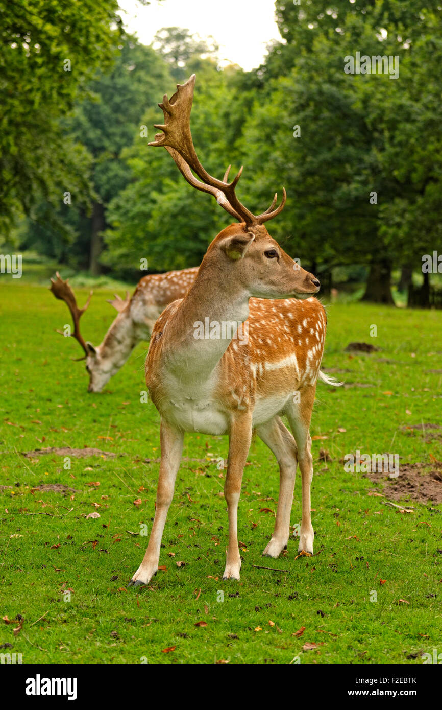Fallow Deer at Dunham Massey Hall Deer Park, Dunham Park, Altrincham, Cheshire. Greater Manchester. Stock Photo