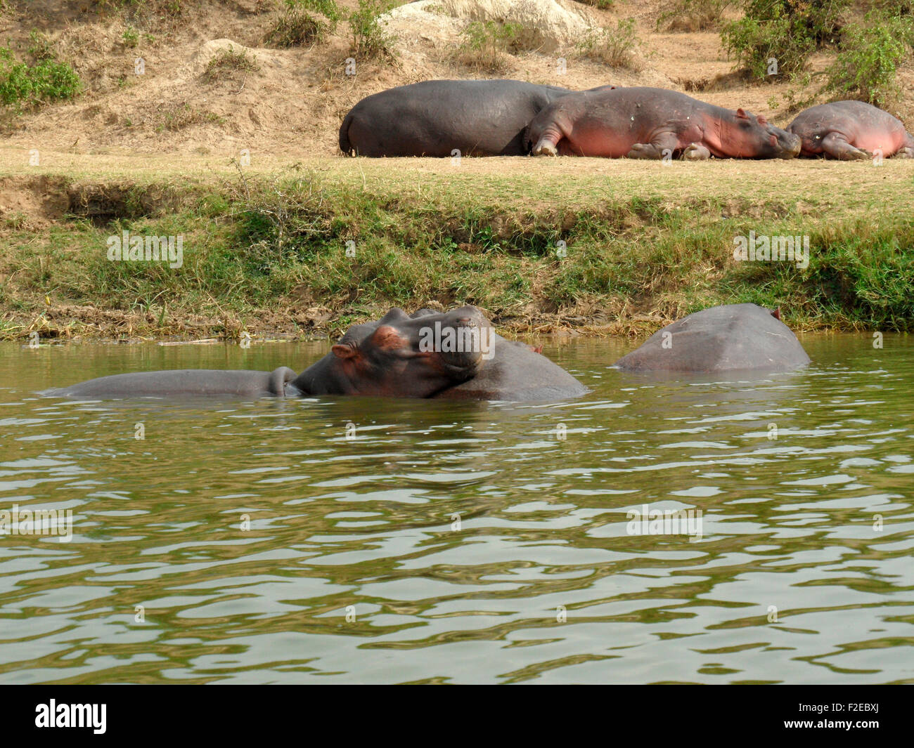 Nilpferd/ Hippo, Queen Elizabeth National Park, Uganda. Stock Photo