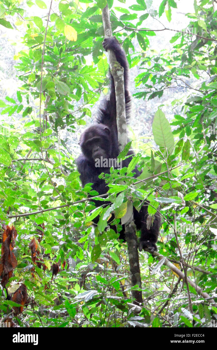 Schimpanse, Queen Elizabeth National Park, Uganda. Stock Photo