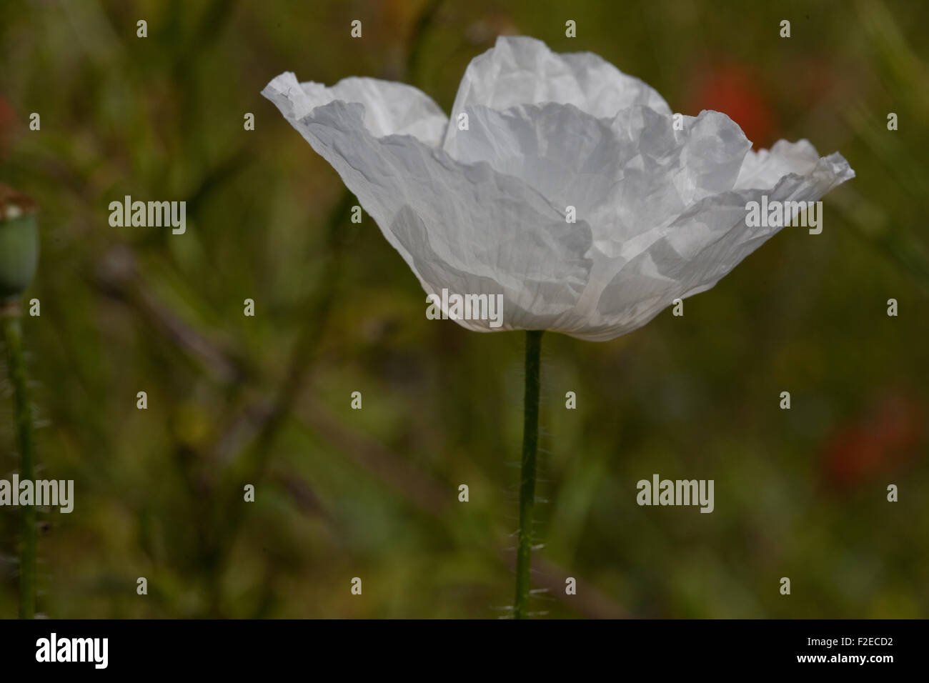 White Poppy Remembrance Peace High Resolution Stock Photography and ...