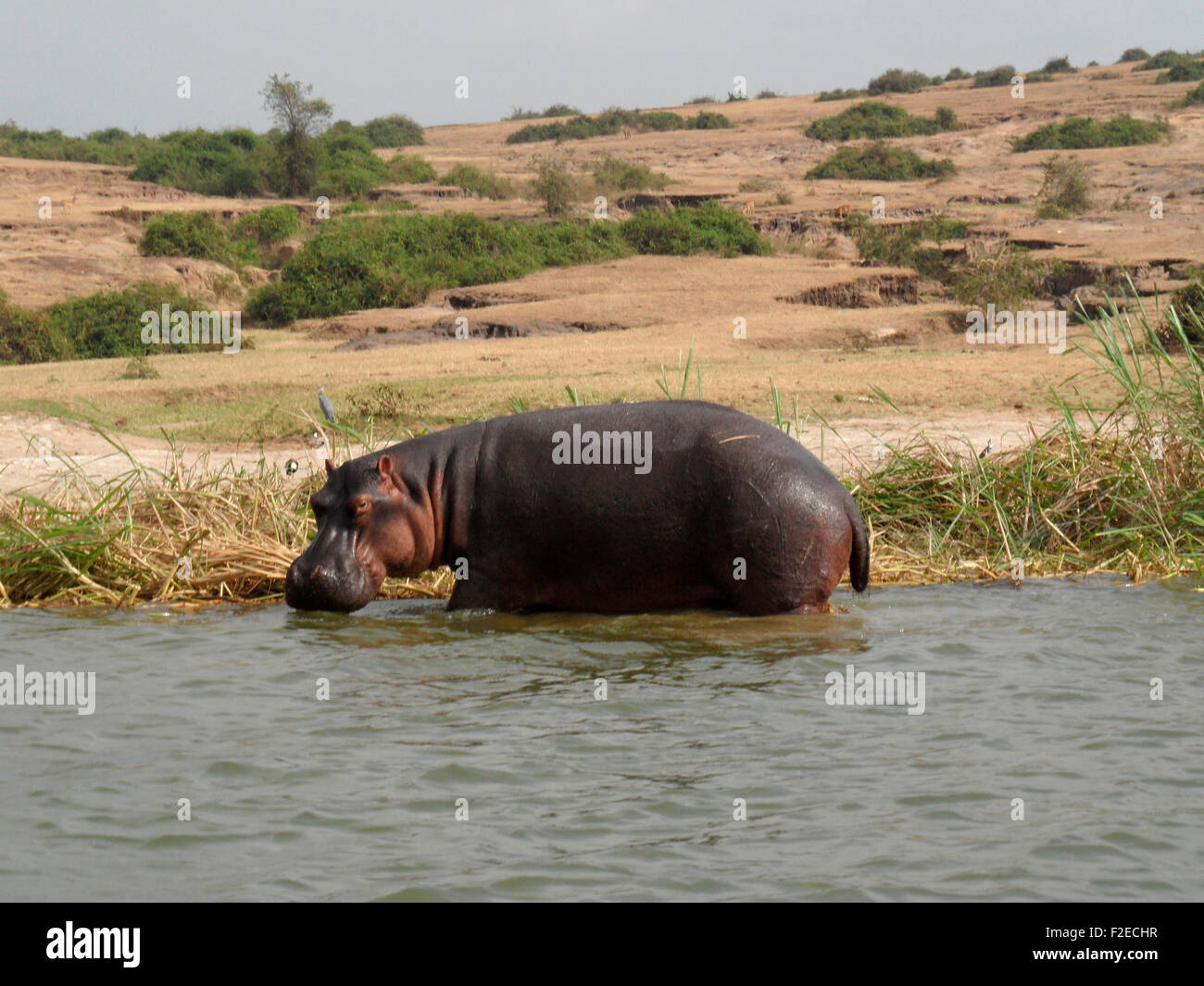 Nilpferde/ Hippos, Nil, Queen Elizabeth National Park, Uganda. Stock Photo