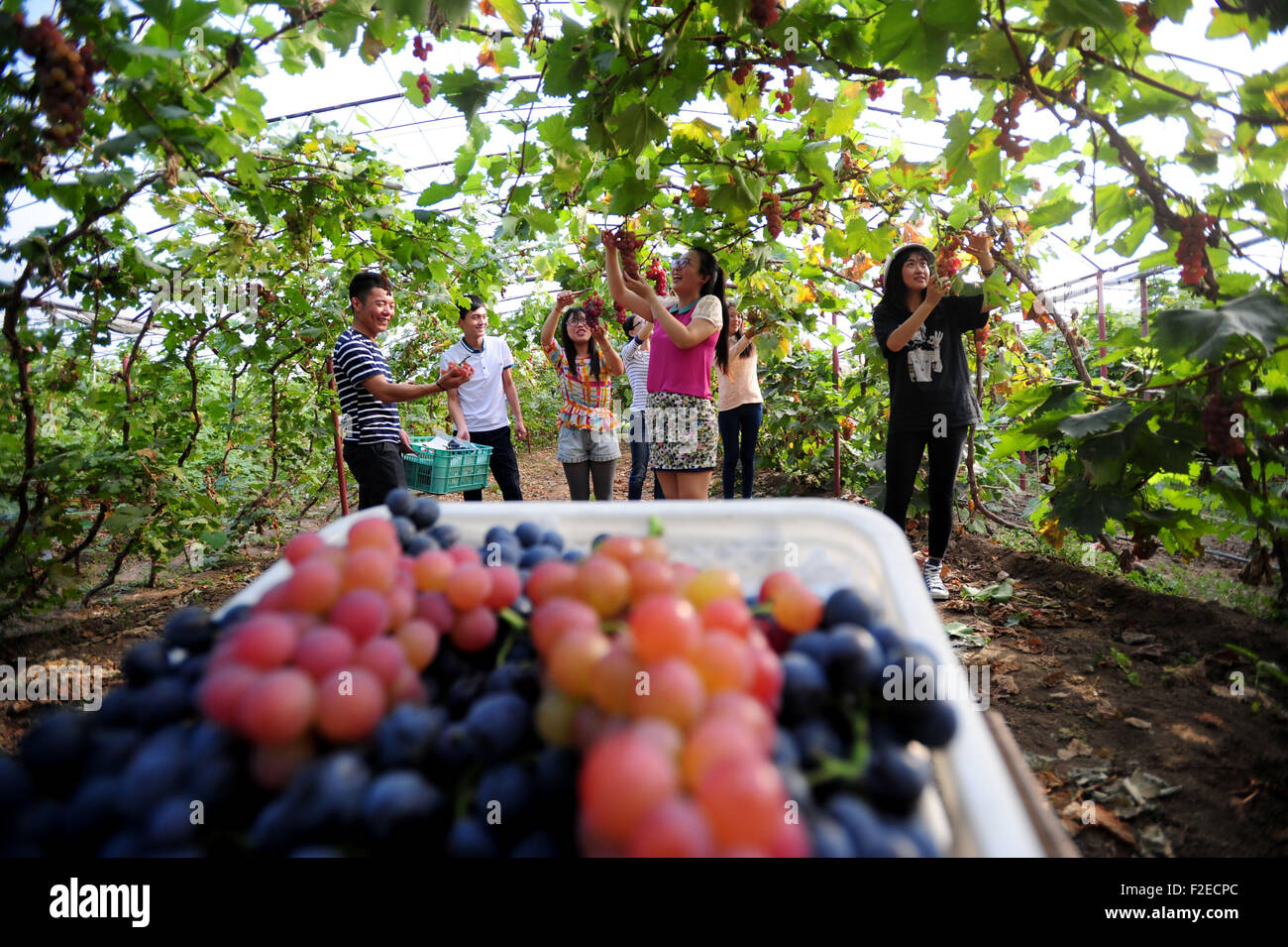 (150917) -- SHENYANG, Sept. 17, 2015 (Xinhua) -- Students pick grapes at a 'campus farm' of Shenyang Agricultural University in Shenyang, capital of northeast China's Liaoning Province, Sept. 17, 2015. Over 50 mu (about 3.33 hectares) of experimental grape plantation cultivated by students and their professors entered harvest season recently. (Xinhua/Zhang Wenkui) (mt) Stock Photo