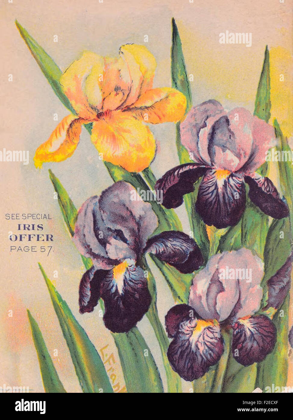 *Choice Flower Seeds* is a vintage catalog featuring flower seeds from