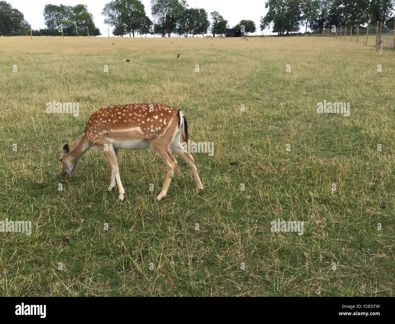 Bocketts Farm Park, Fetcham, Leatherhead, Surrey, 05/08/2015 Stock