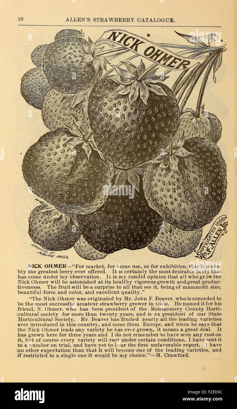Allen's Strawberry Catalogue for 1900 is a detailed catalog showcasing