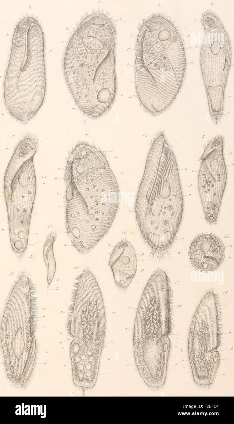 This work, published between 1859 and 1883, focuses on the biology of ...