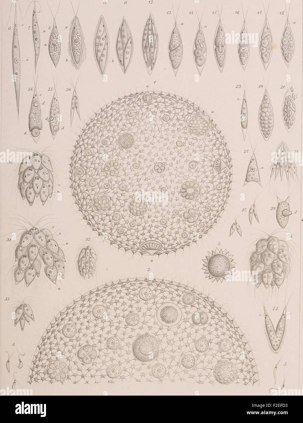 This 1878 work explores the biology and classification of Infusoria ...