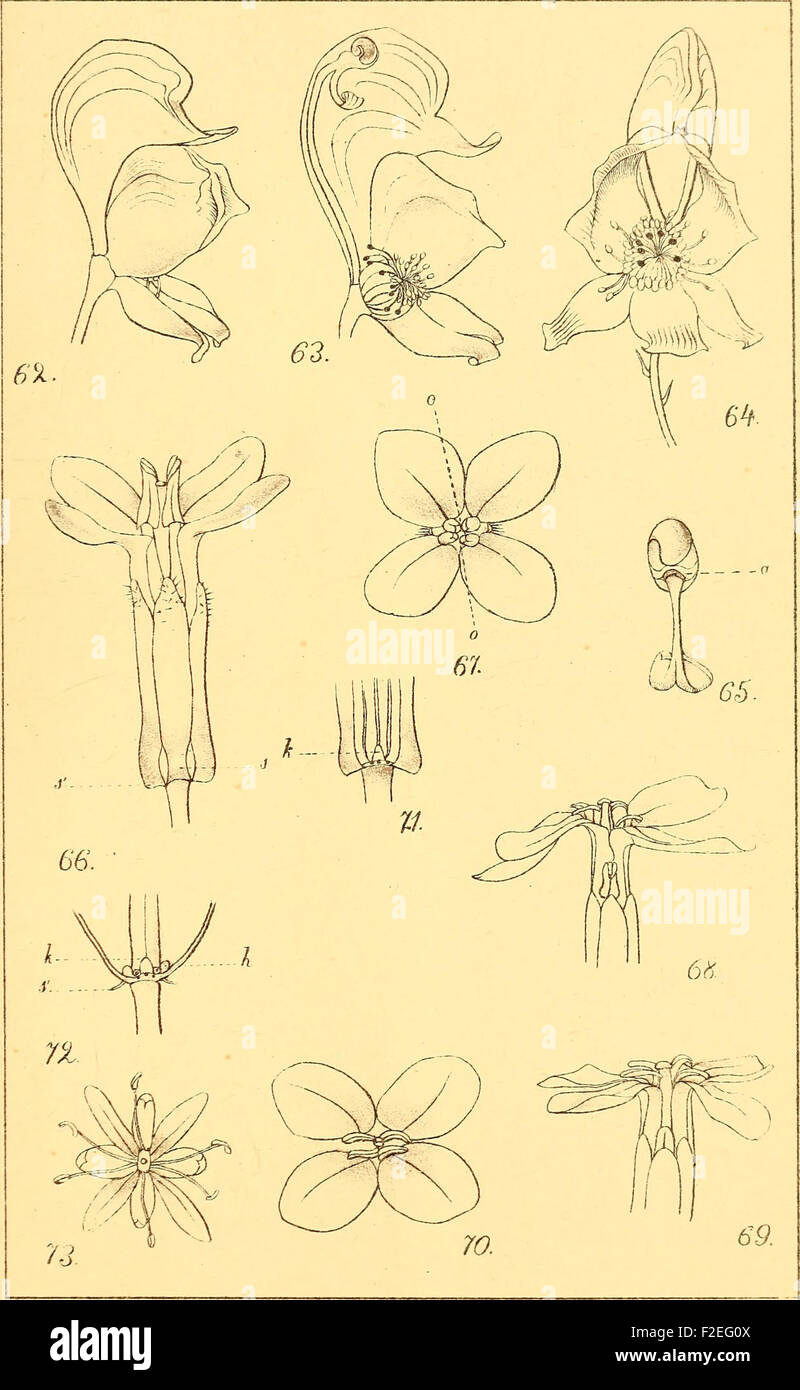 Parnees Insect 'De Pyreneeënbloemen en Hare Bevruchting door Insecten' is a botanical ...