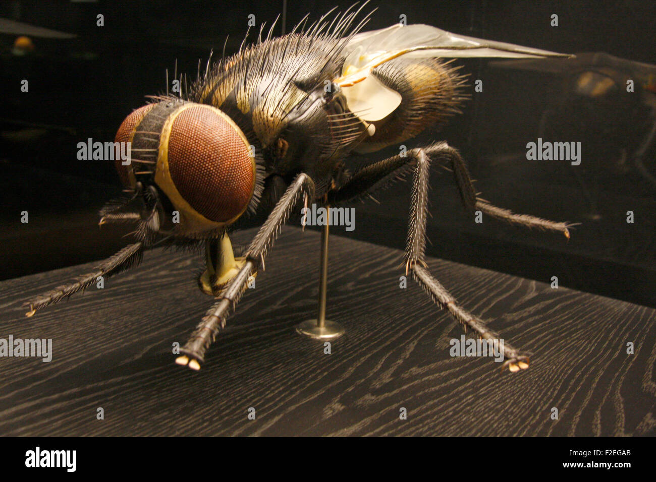 ein Modell einer Stubenfliege - Exponate im Naturhistorischen Museum, Berlin-Mitte. Stock Photo