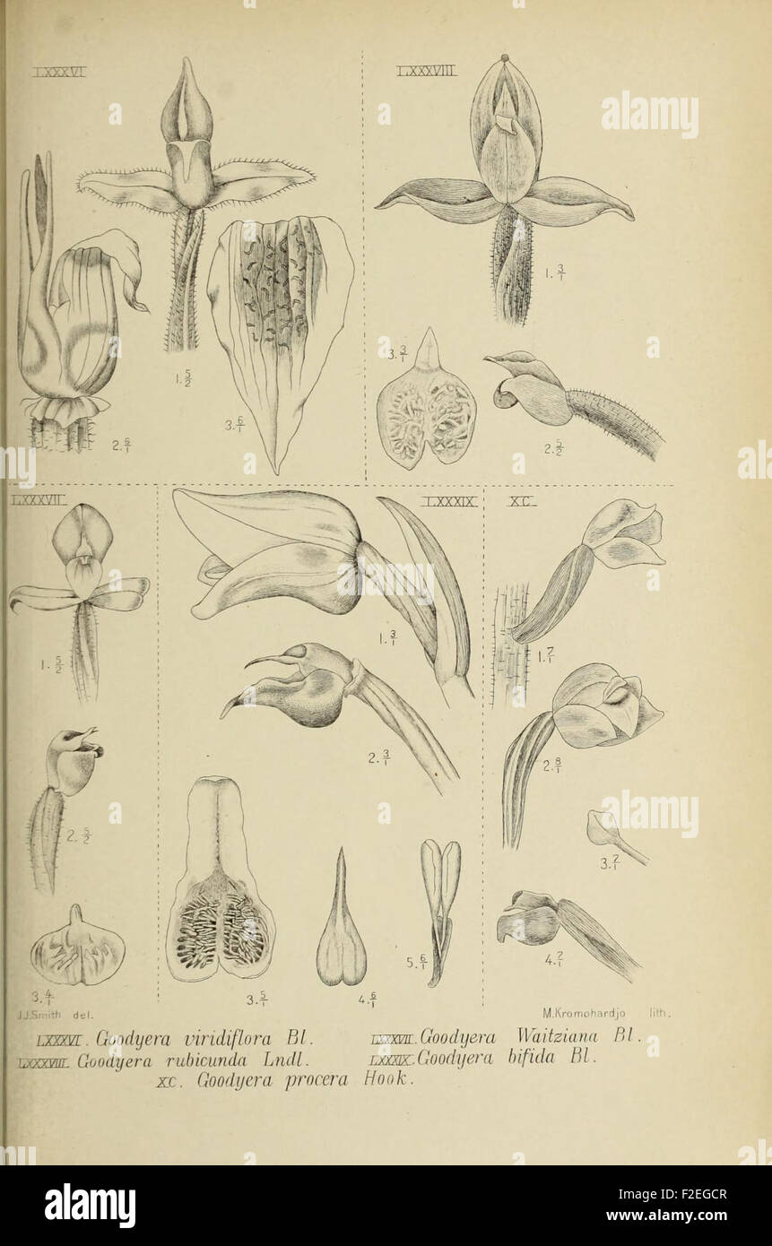 *Die Orchideen von Java* illustrates the diverse species of orchids ...