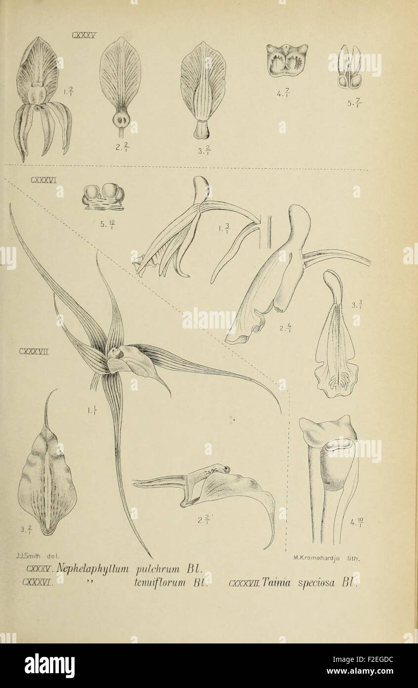 'Die Orchideen von Java' is a botanical work documenting the orchid ...