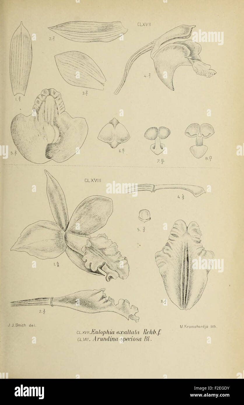 'Die Orchideen von Java' is a botanical work featuring illustrations of ...