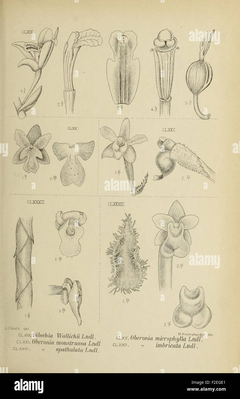 'Die Orchideen von Java' illustrates the diverse orchid species native ...