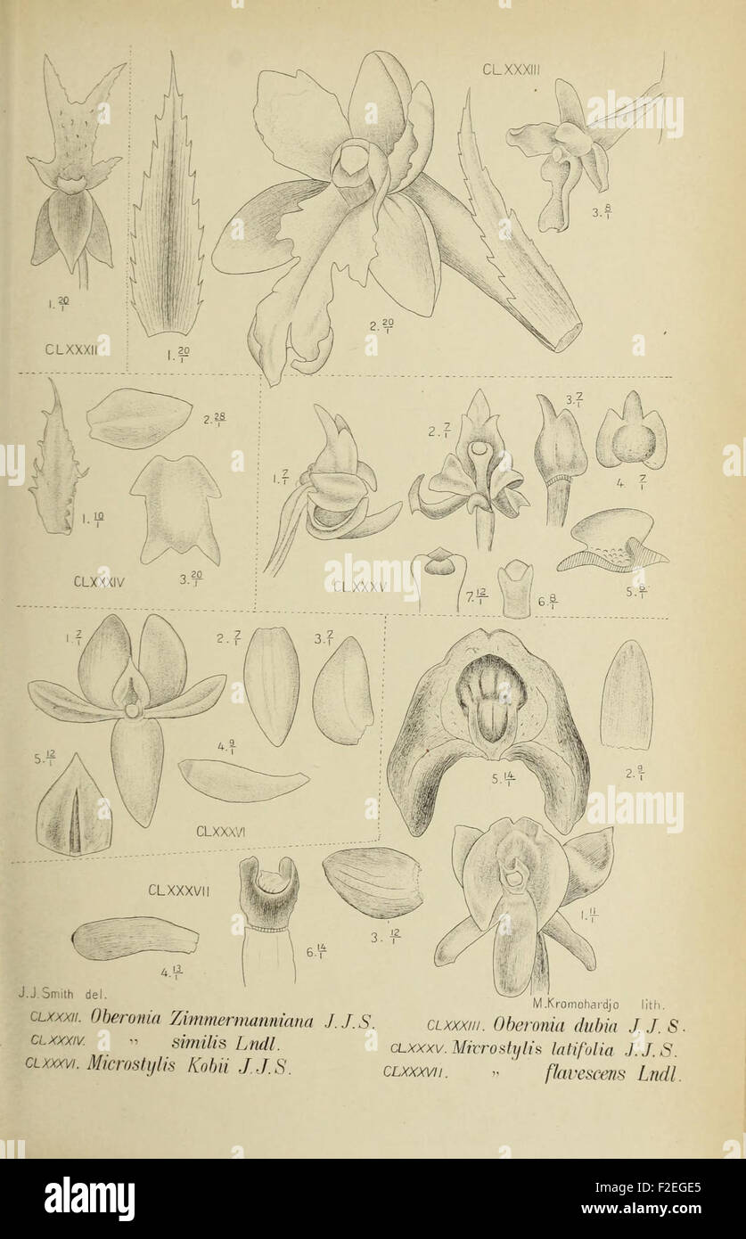 'Die Orchideen von Java' showcases an illustration of the orchids ...