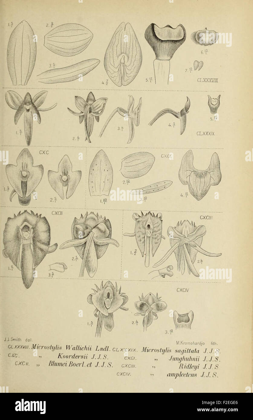 An illustration from 'Die Orchideen von Java,' showcasing the orchids ...