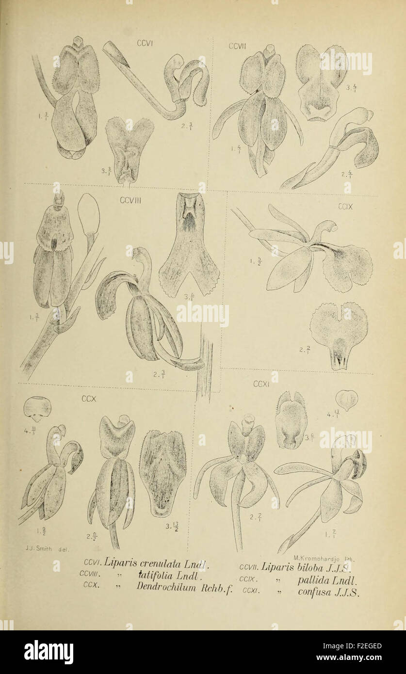 'Die Orchideen von Java' features detailed botanical illustrations of ...