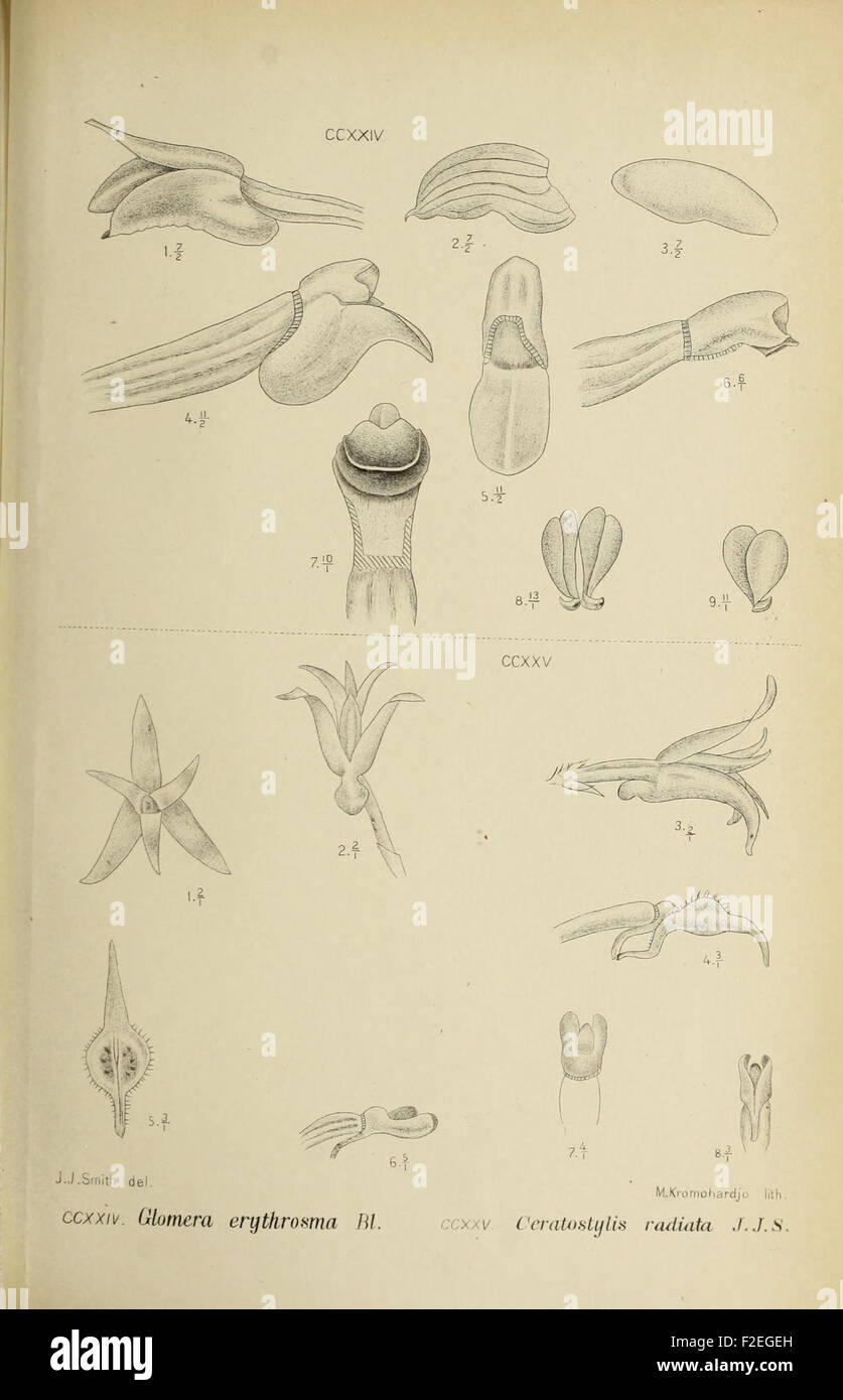 This illustration from 'Die Orchideen von Java' features a specific ...