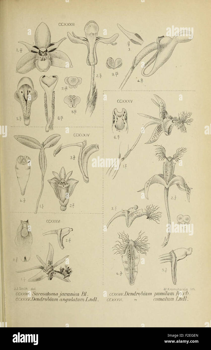 'Die Orchideen von Java' focuses on the orchids of Java, featuring ...