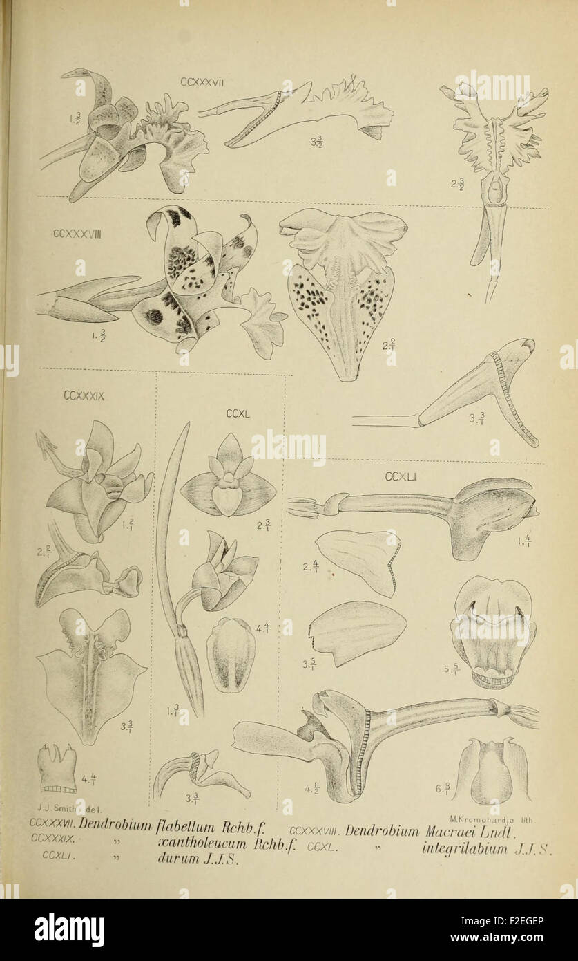 'Die Orchideen von Java' presents a detailed illustration of an orchid ...