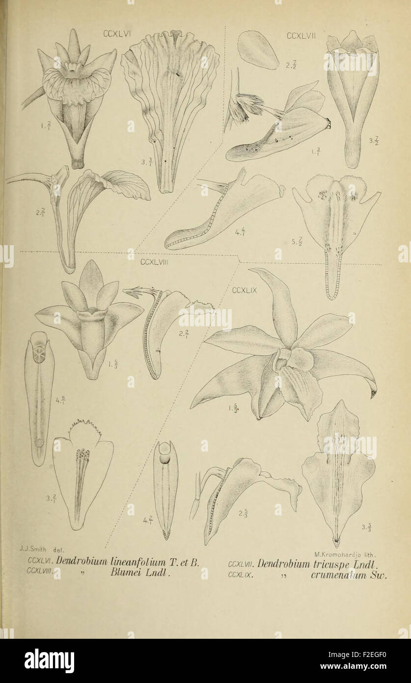 *Die Orchideen von Java* focuses on the study of orchid species native ...