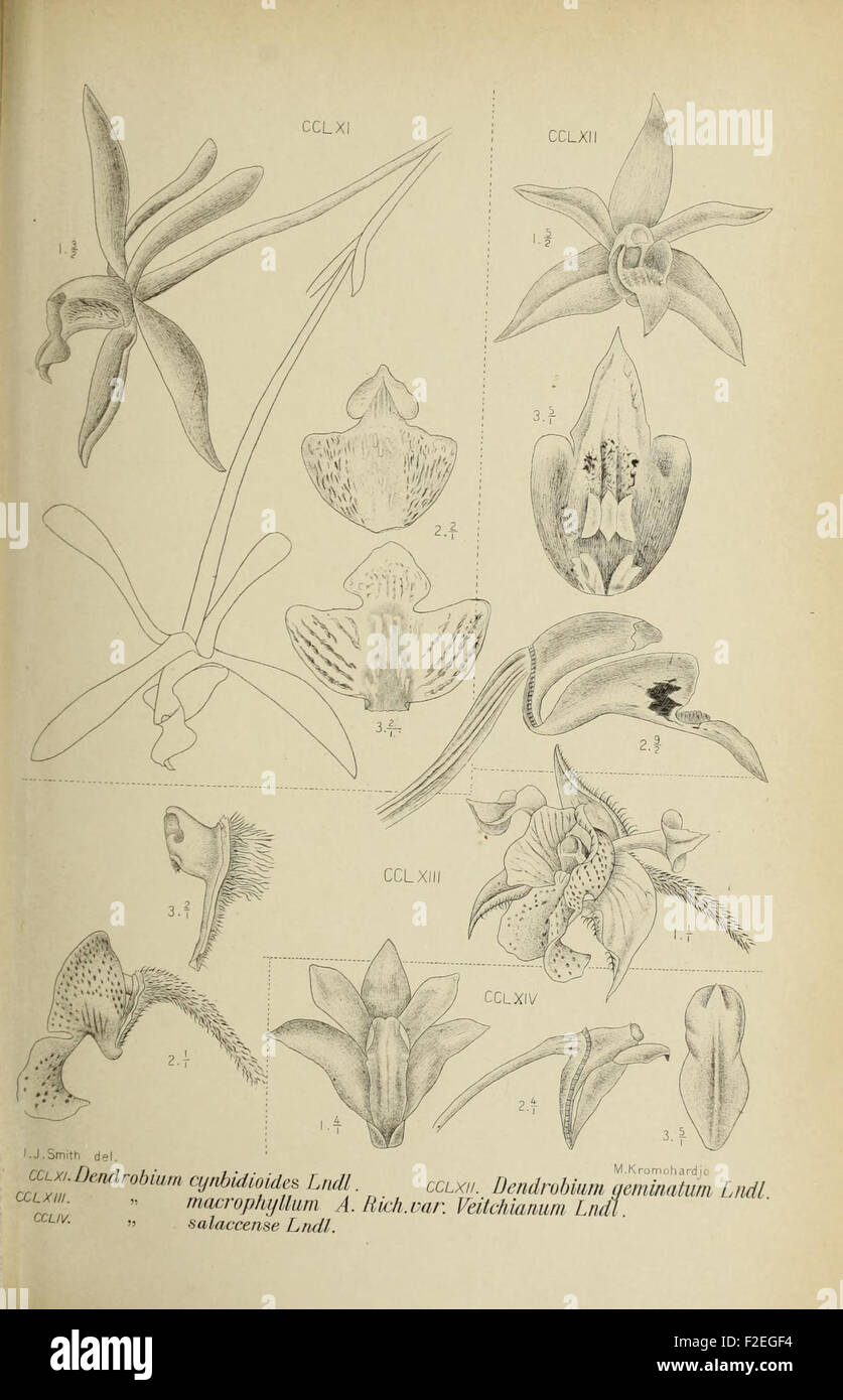 This detailed illustration from 'Die Orchideen von Java' focuses on the ...