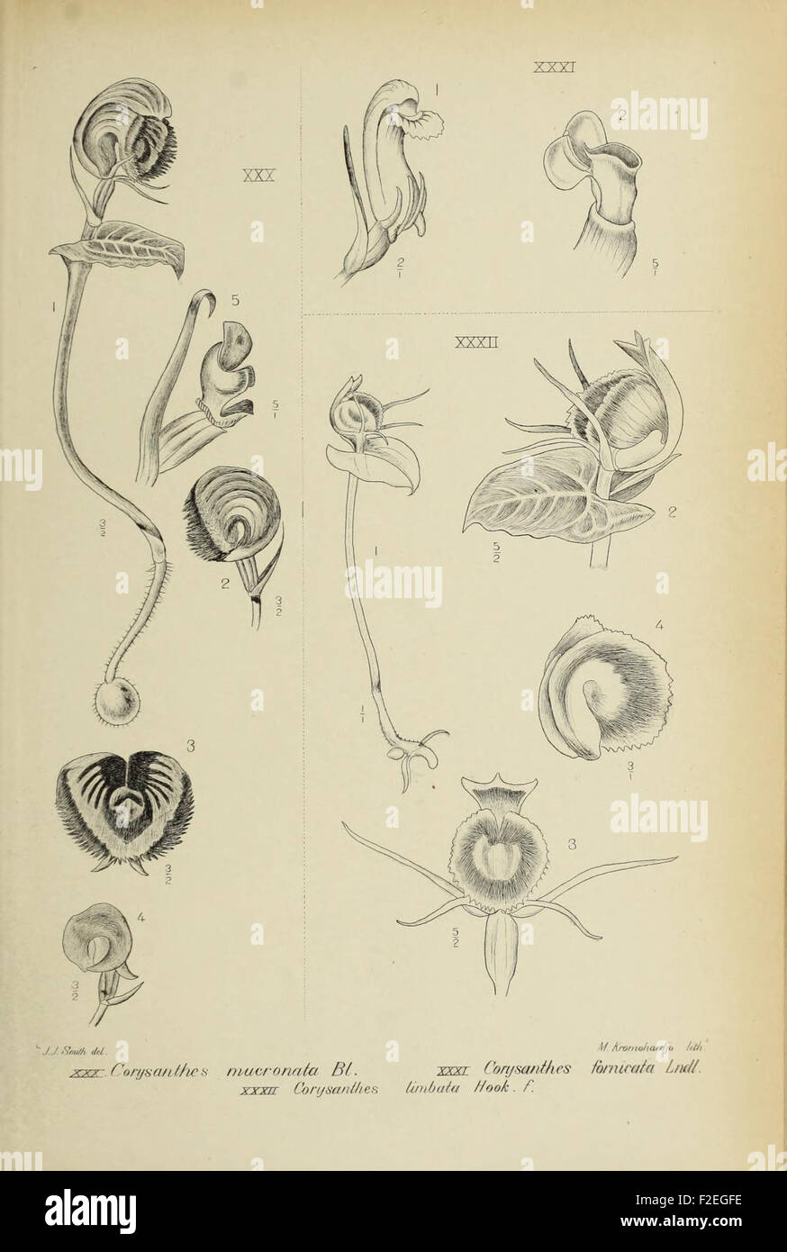 *Die Orchideen von Java* features detailed illustrations and ...