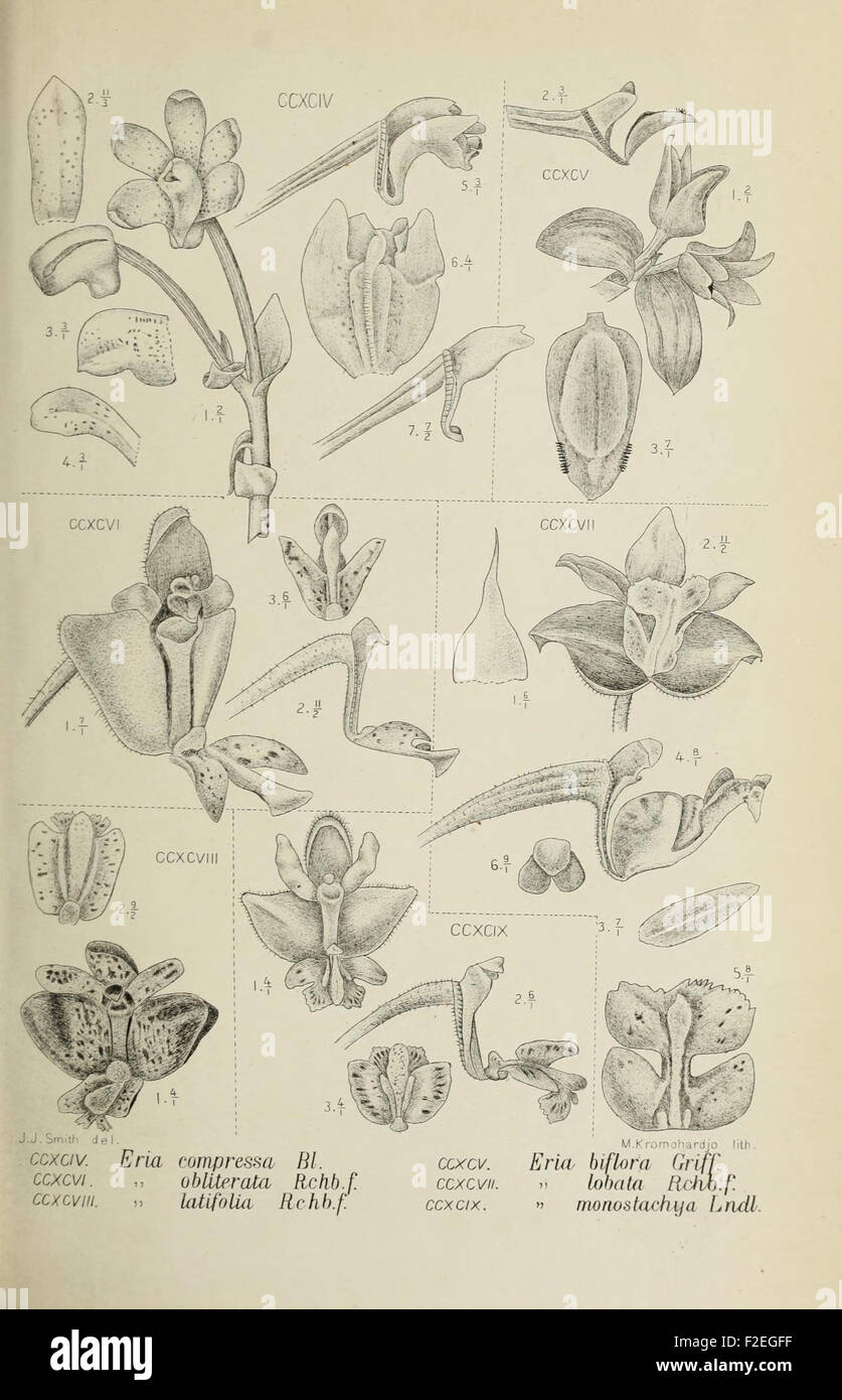 'Die Orchideen von Java' is a botanical work focusing on the orchids ...