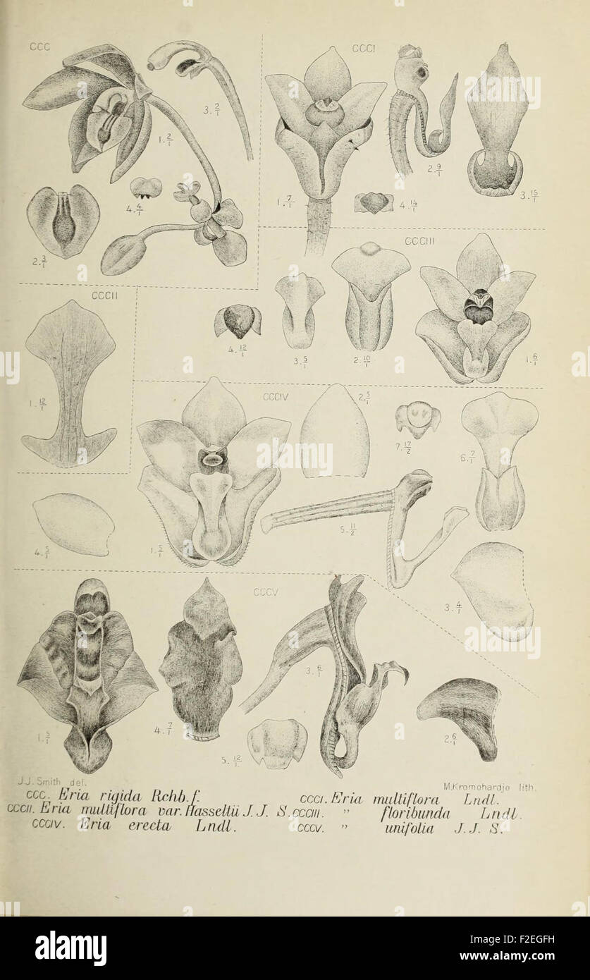 This botanical illustration from a work on the orchids of Java ...