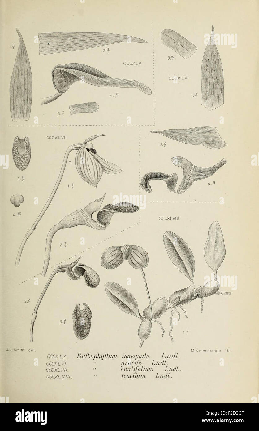 This illustration is from 'Die Orchideen von Java', a study of orchids ...