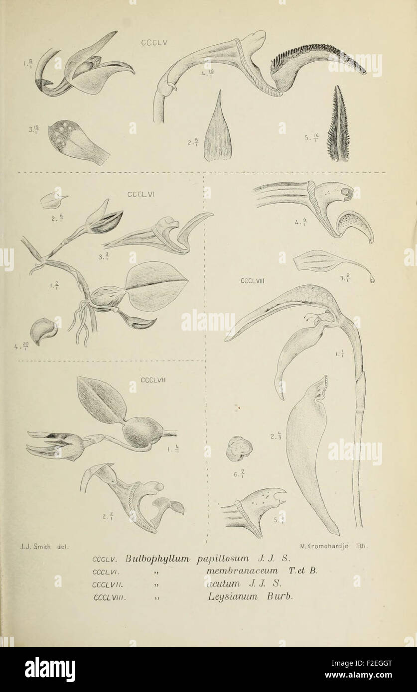 'Die Orchideen von Java - fig. 3' is a botanical illustration showing ...