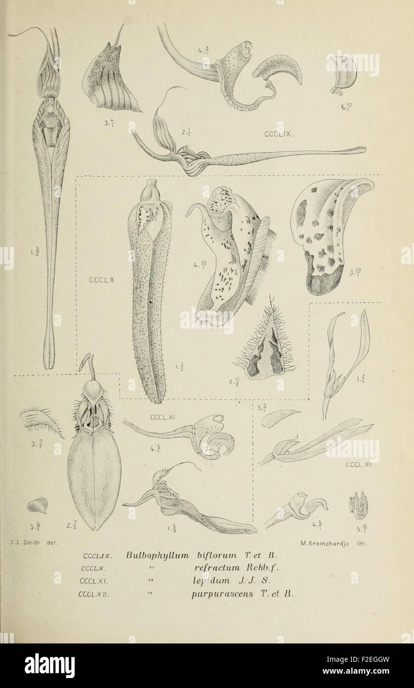 'Die Orchideen von Java,' a vintage botanical work, features detailed ...