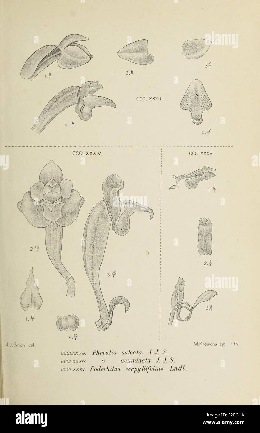 This detailed illustration from 'Die Orchideen von Java' presents a ...