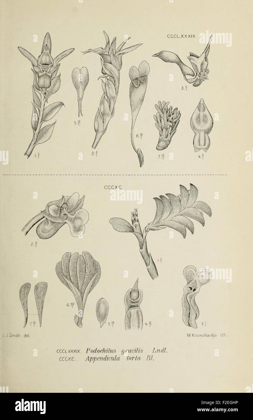 *Die Orchideen von Java* (Java Orchids) features detailed illustrations ...