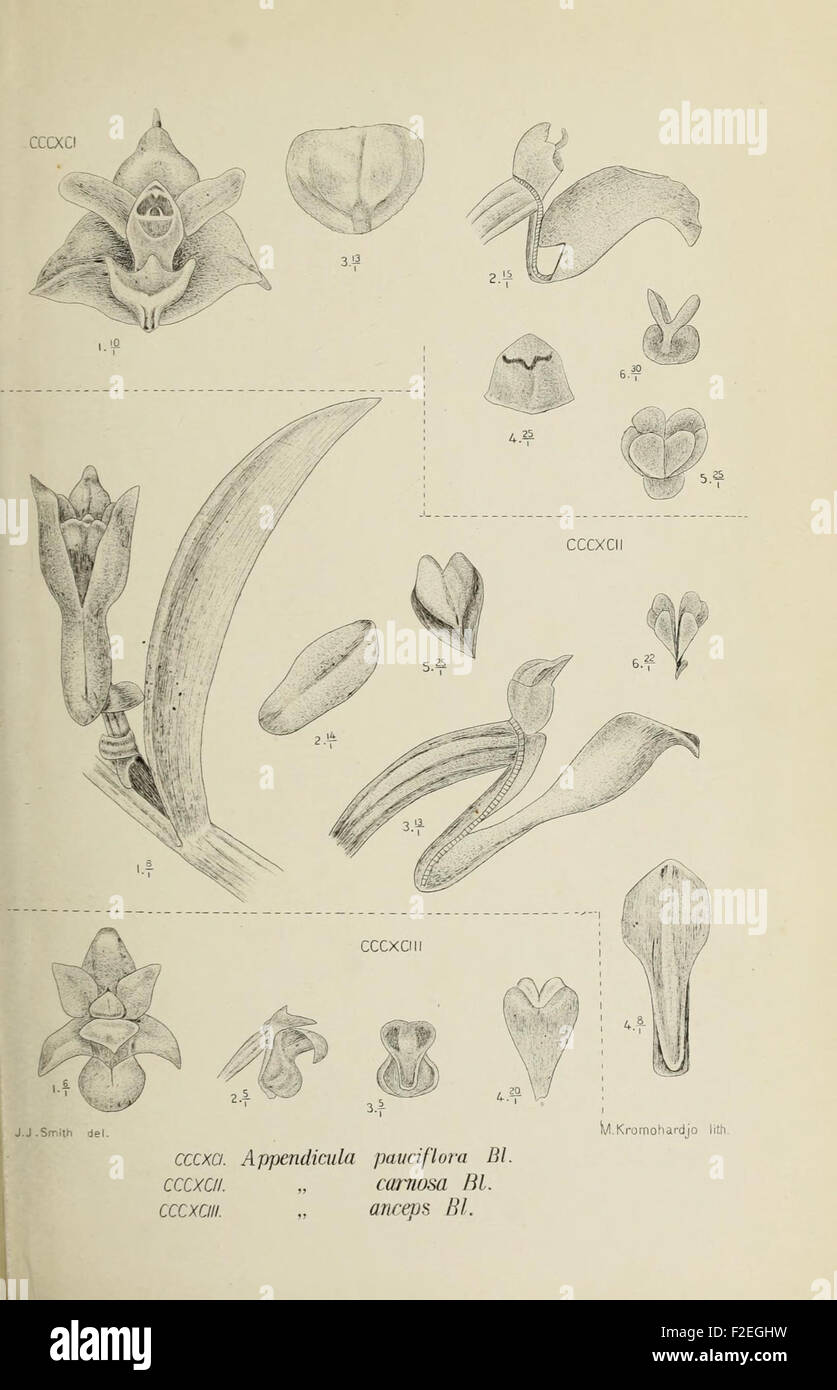 This illustration from *Die Orchideen von Java* showcases an orchid ...