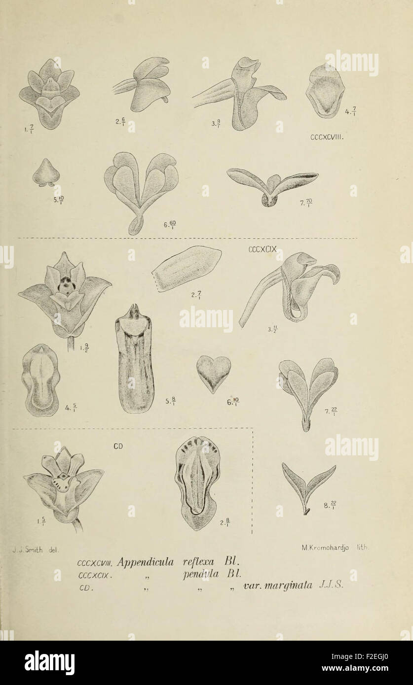 'Die Orchideen von Java' features an illustration of orchids from Java ...