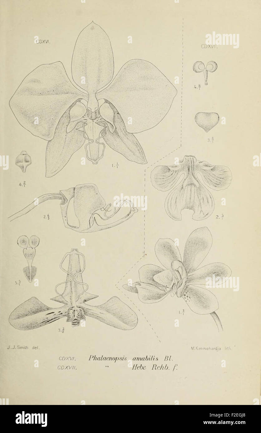 An illustration from 'Die Orchideen von Java', featuring a detailed ...