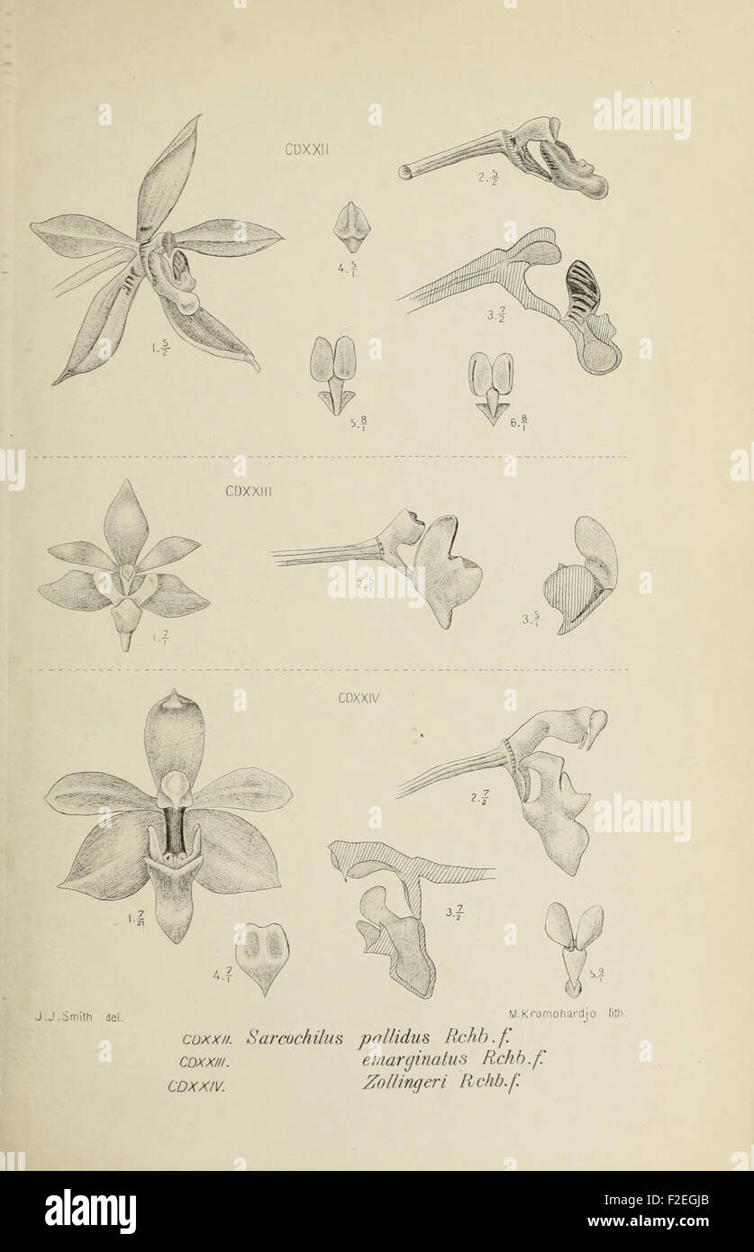 This illustration from 'Die Orchideen von Java' depicts the diverse ...