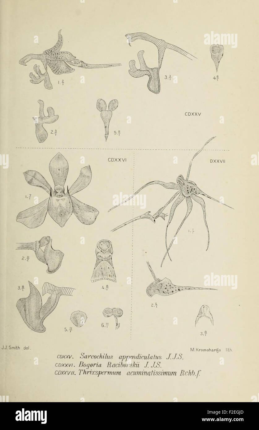 This illustration from 'Die Orchideen von Java' depicts one of the many ...