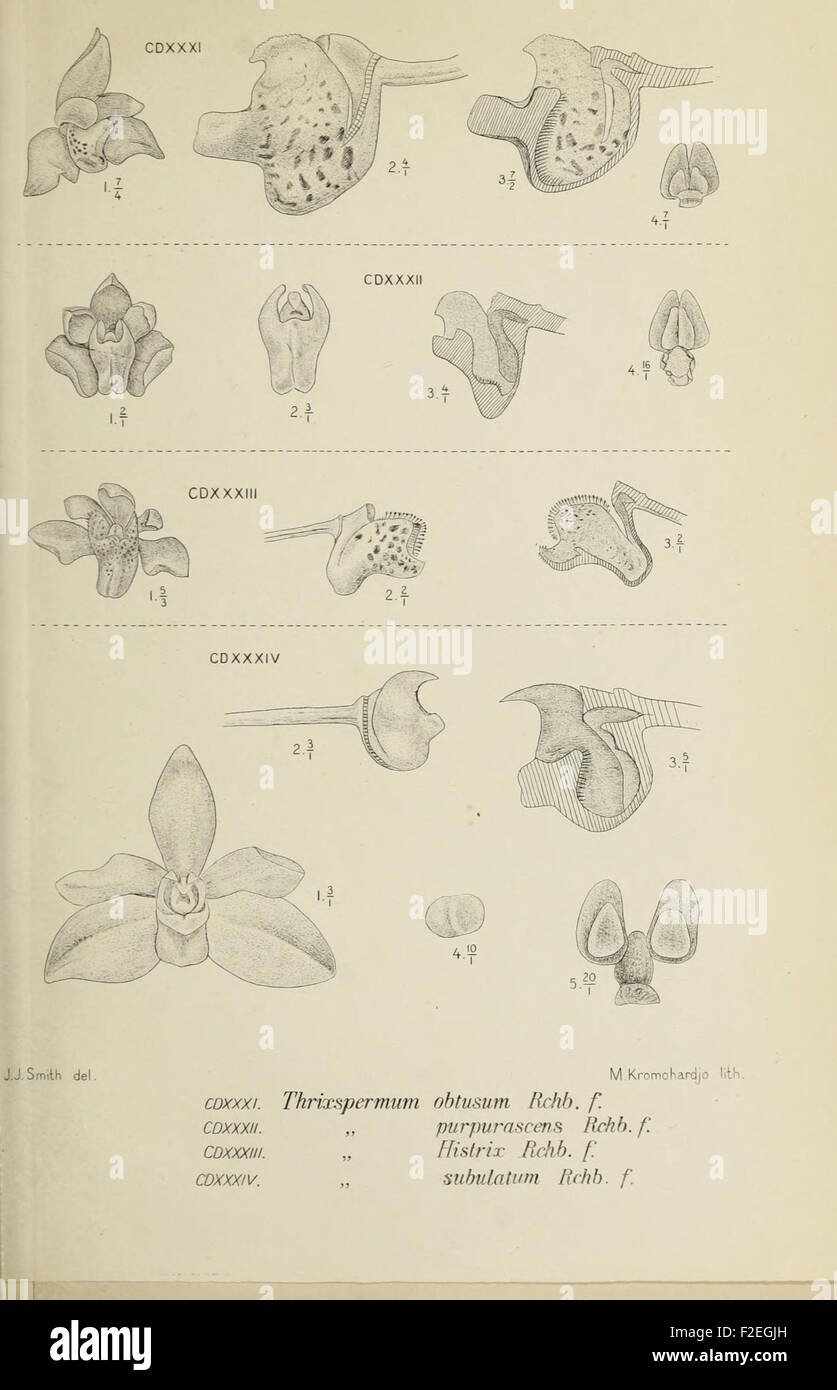 'Die Orchideen von Java - fig. 4' features detailed illustrations of ...