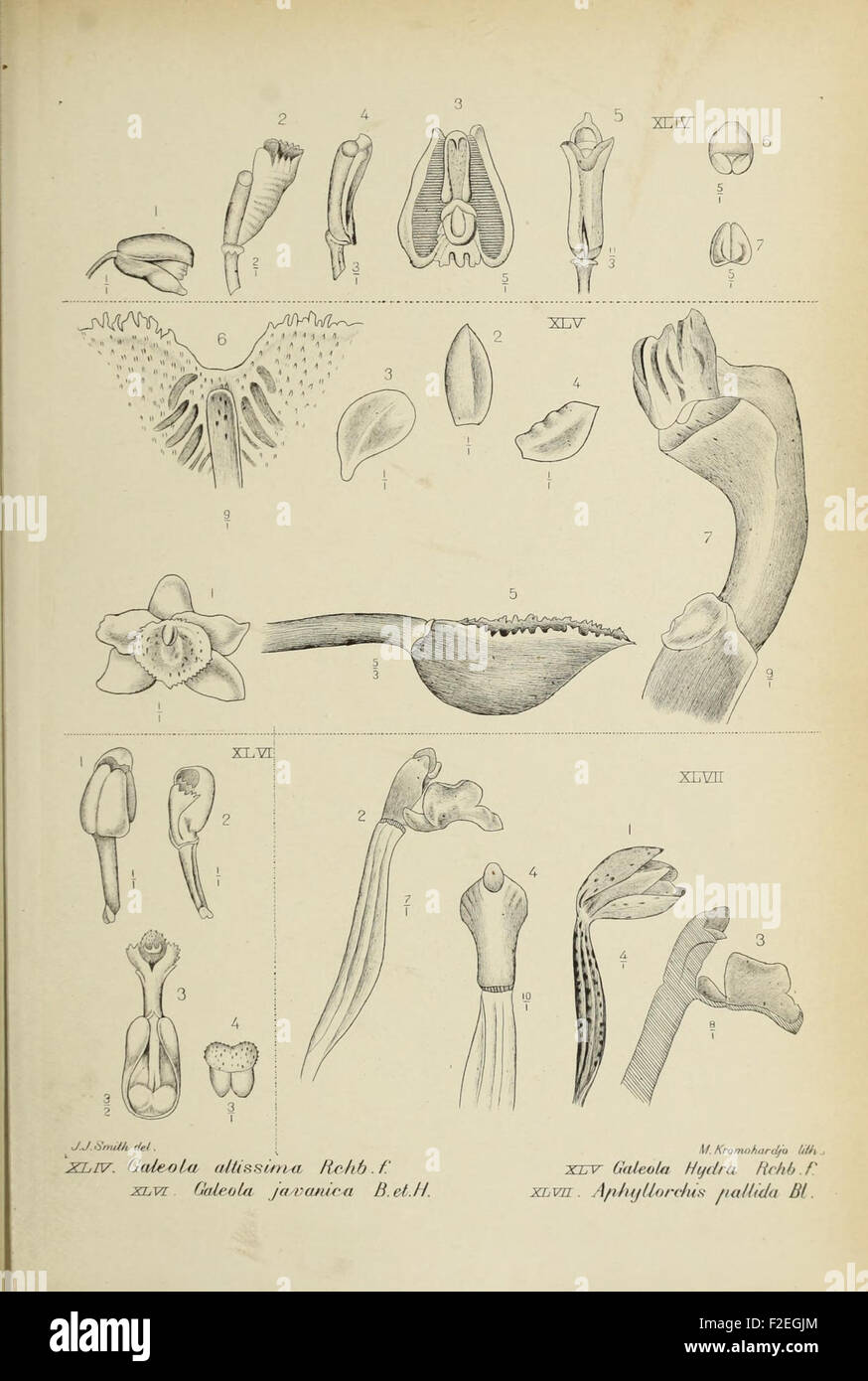 A vintage illustration of orchids from Java, Indonesia, featured in a ...