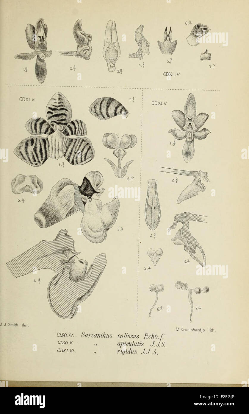 Figure 4 from *Die Orchideen von Java* illustrates a species of orchid ...