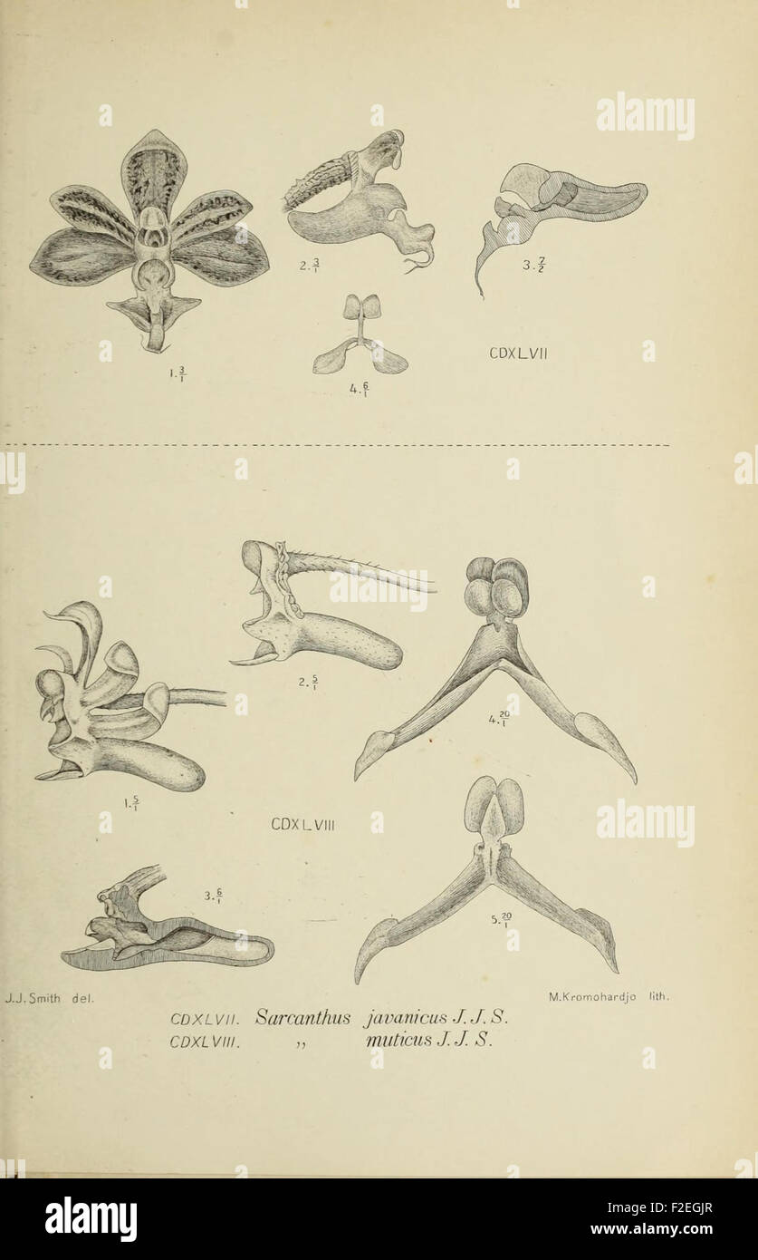 This figure from Die Orchideen von Java illustrates an orchid species ...
