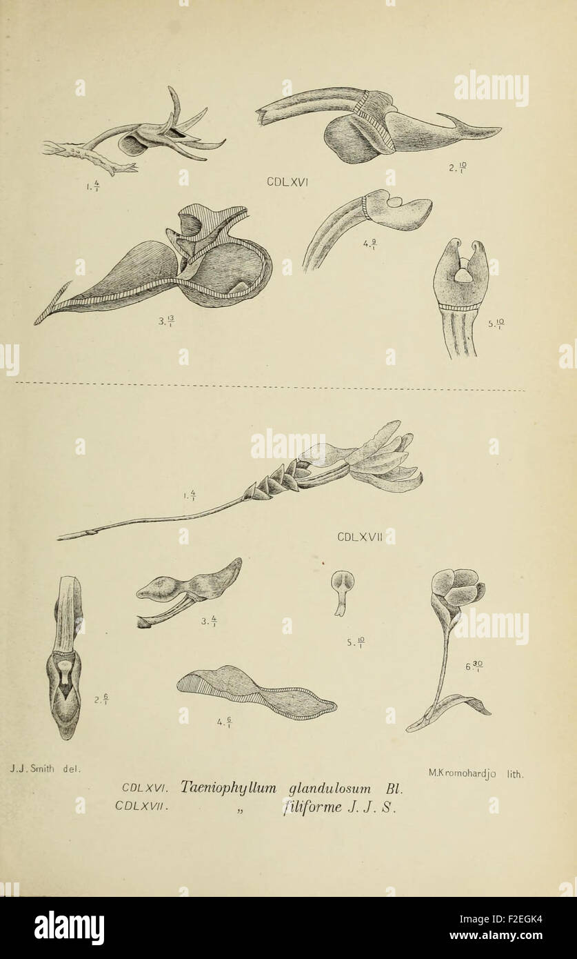 ‘Die Orchideen von Java - fig. 4’ is a botanical illustration depicting ...