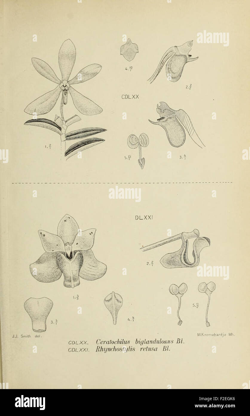 'Die Orchideen von Java' (The Orchids of Java) is a botanical work ...