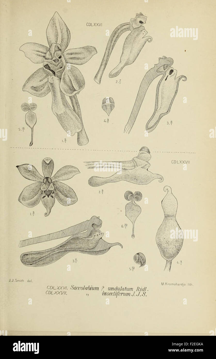 An illustration from 'Die Orchideen von Java,' depicting orchids native ...