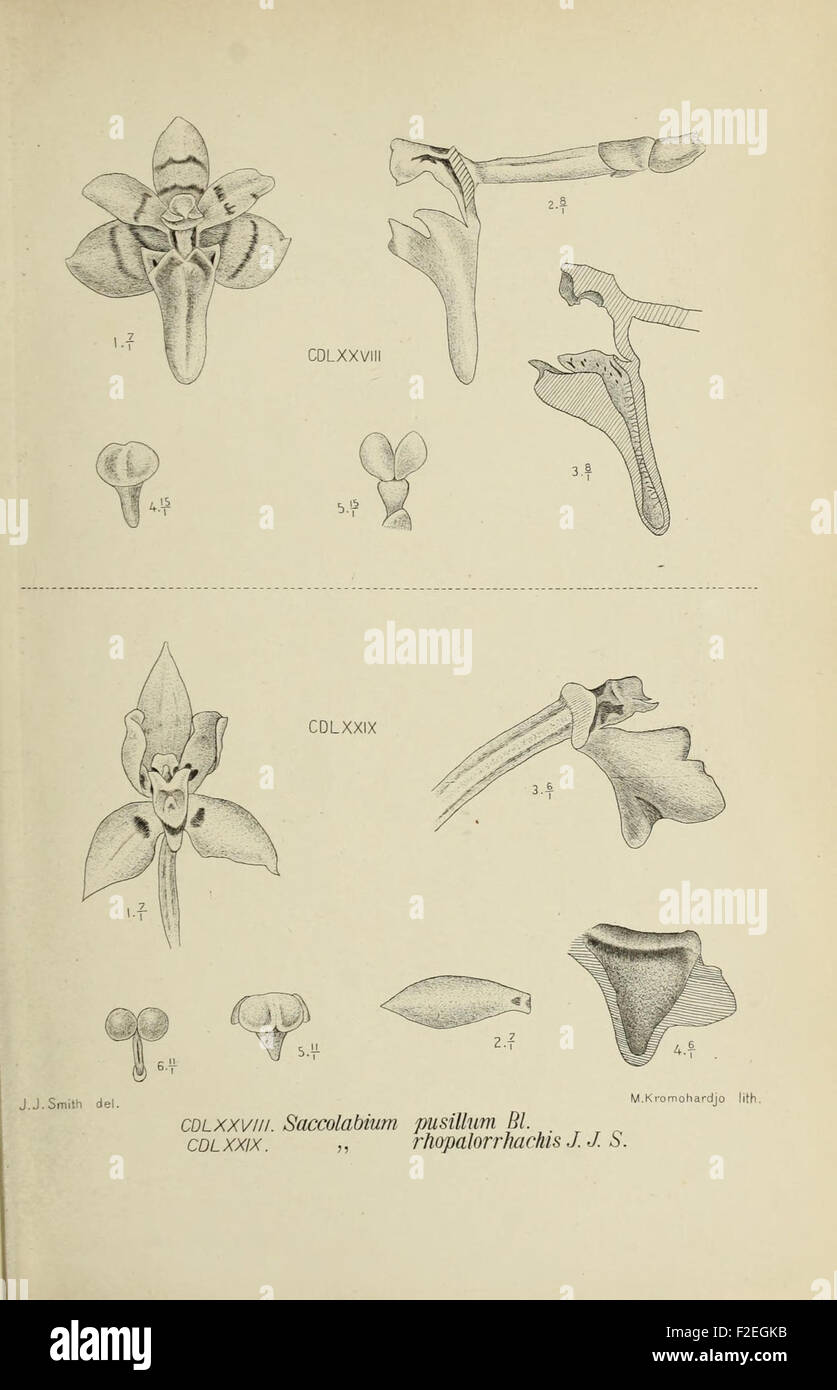 Die Orchideen von Java - fig. 4 Stock Photo - Alamy