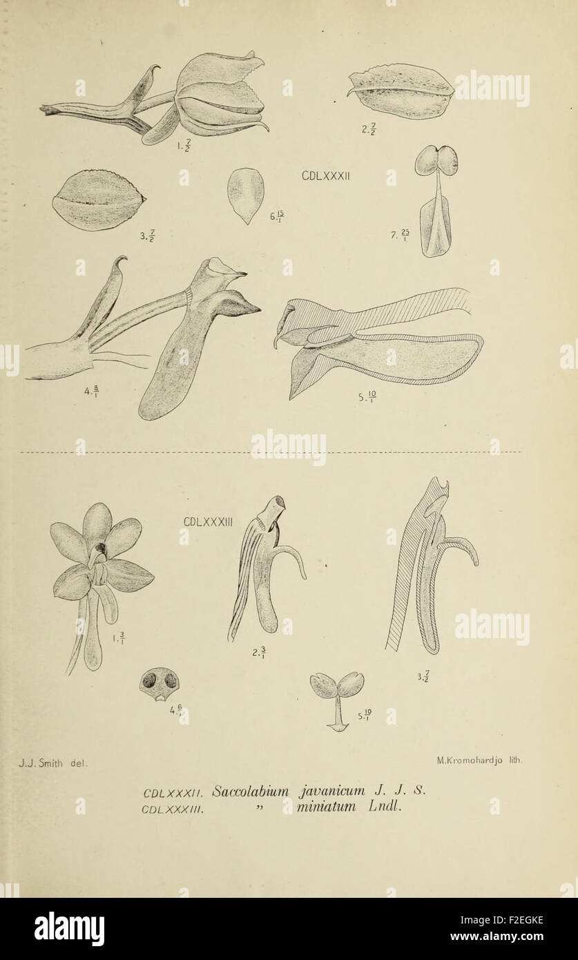 This 19th-century work on the orchids of Java includes detailed ...